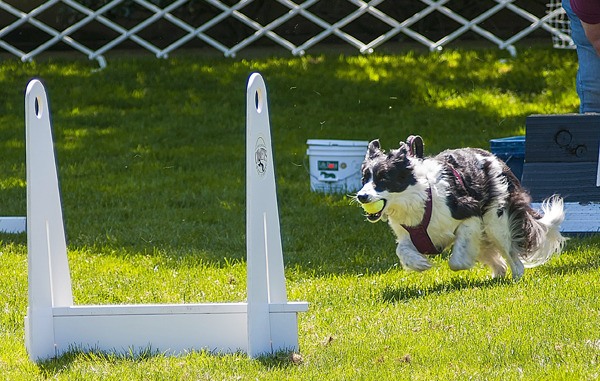 Stella the Boarder Collie heads for the finish line during the flyball competition — a relay race for dogs — at Saturday's annual pet fair at the Redmond Senior Center.