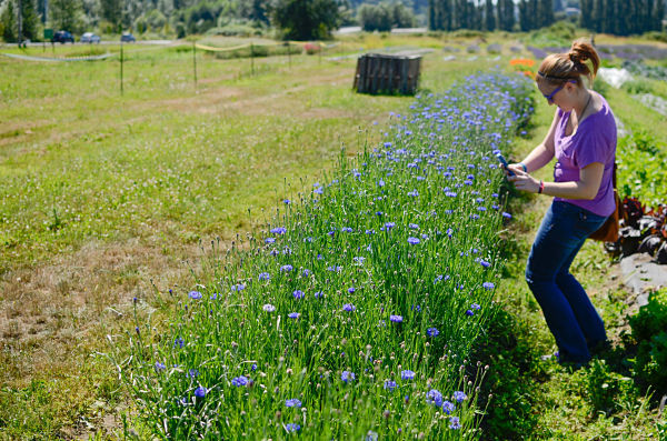 Becky Mueller snaps a picture of the lavender at Dr. Maze's Farm in Redmond last Saturday during the first ever Celebration of Lavender and Art in the Sammamish Valley