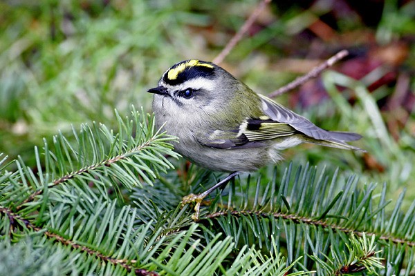 A Golden-crowned Kinglet