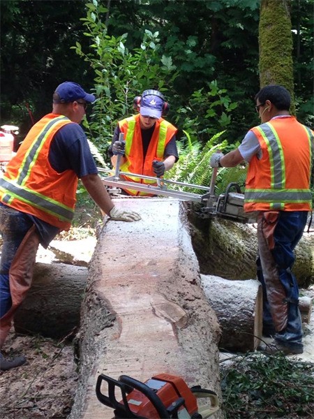 City of Redmond workers saw a log in half in the Redmond Bike Park. Riders will be able to ride across the log and practice their balancing skills.