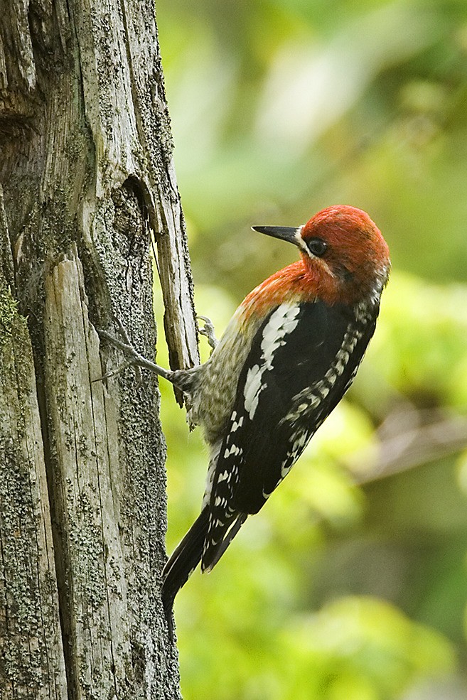 A Red-breasted Sapsucker is one of the many birds that walkers may see during the Eastside Audubon's upcoming nature walk.