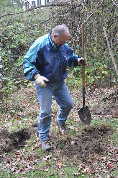 Redmond City Council member Hank Myers volunteers in planting native plants along Bear Creek.