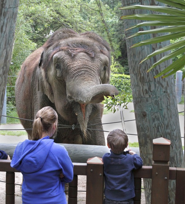 Woodland Park Zoo is offering an Eastside shuttle to the zoo on the weekends through Sept. 2.